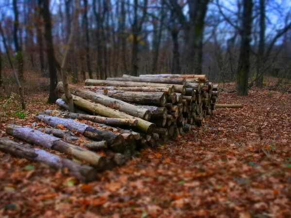ДЛС „Воден – Ири Хисар“ е осигурило най-много дърва за огрев в района