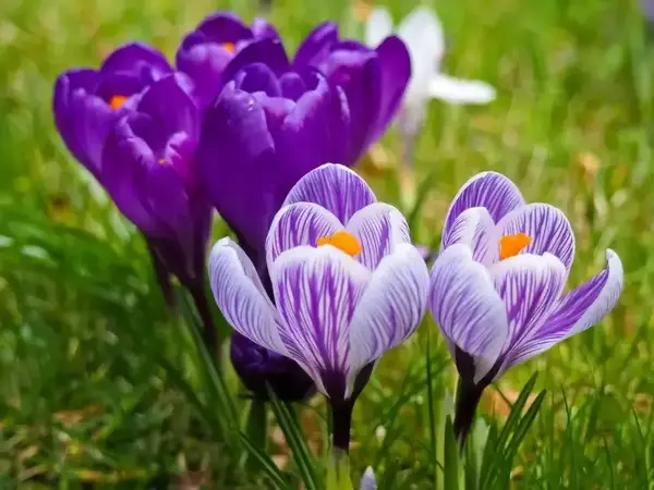 Екоинспекцията извънредно провери мирише ли в Разград