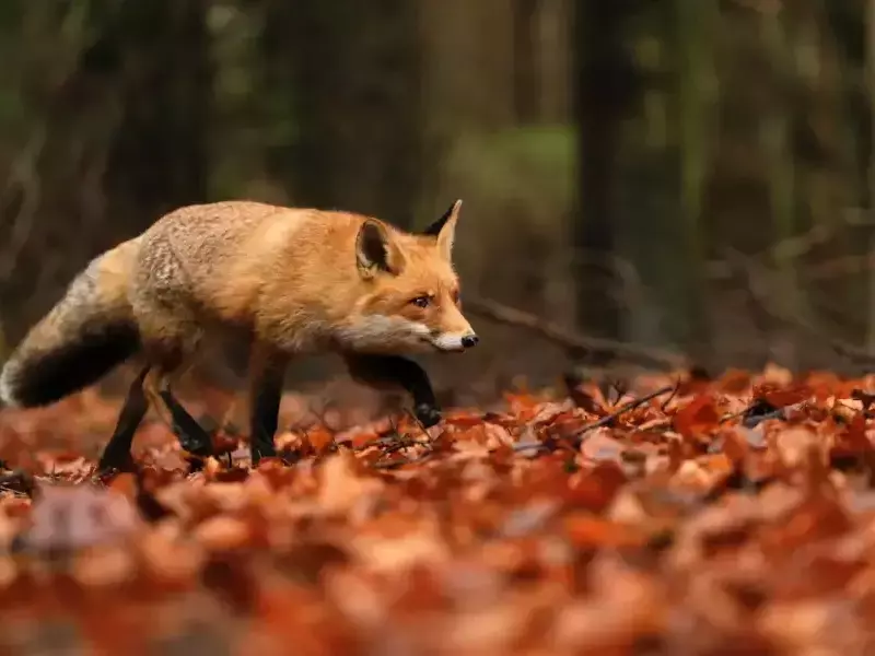 БАБХ започва пролетна ваксинация на лисиците срещу бяс