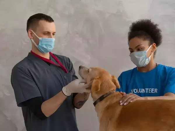 От началото на юни – безплатно чипиране и регистриране на домашни кучета