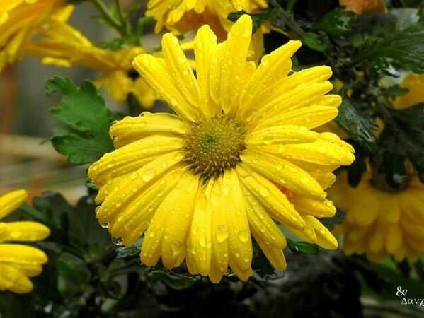 Жълт код за валежи днес в Разградско