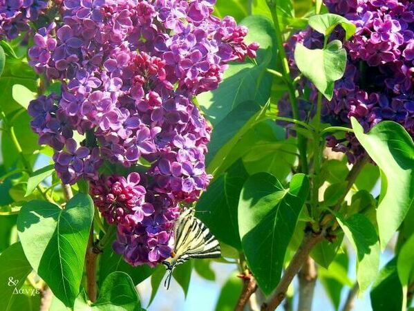 До 30 градуса днес в Разградско