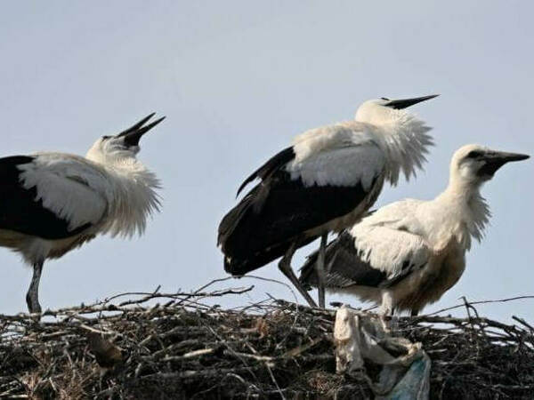 Три щъркелчета се излюпиха в Свещари