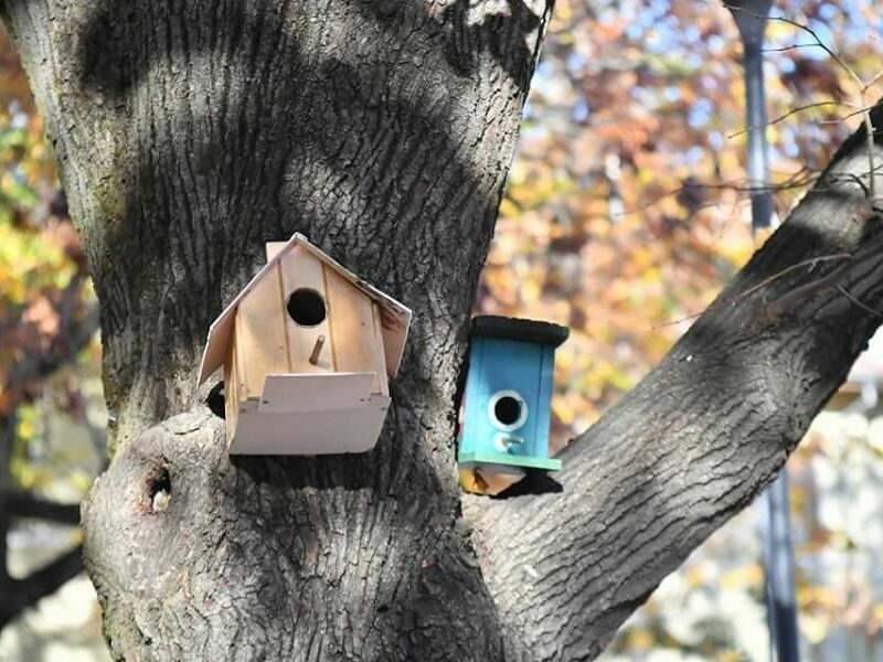 Къщички за птици красят парка в Кубрат