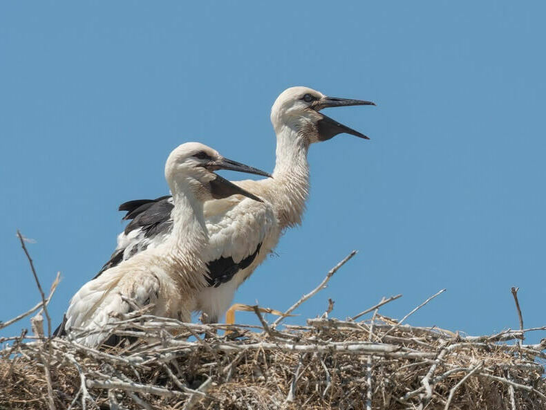 Белите щъркели у нас се увеличават