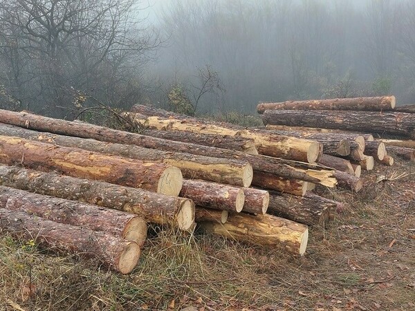 Дърва за огрев от горските стопанства