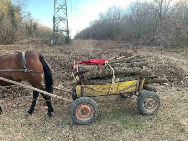 Задържаха крадци на дърва