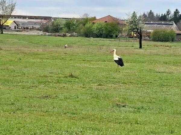 Щъркелите се завърнаха в Божурово