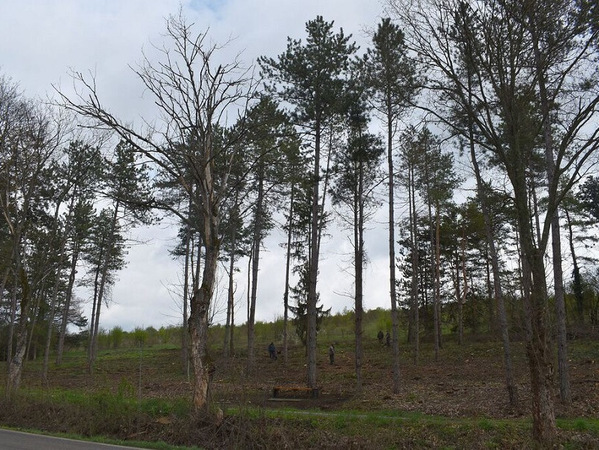 Седмицата на гората в Разград