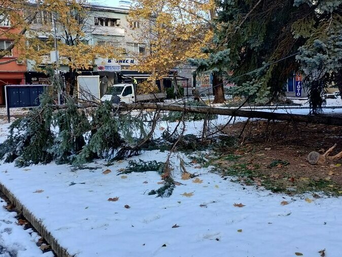 Паднали дървета след бурята в Разградско