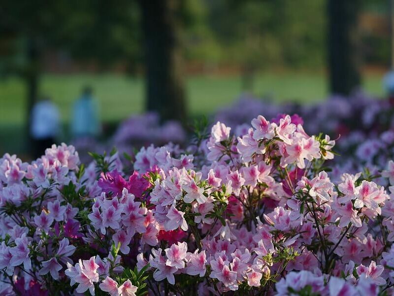До 40° и през август