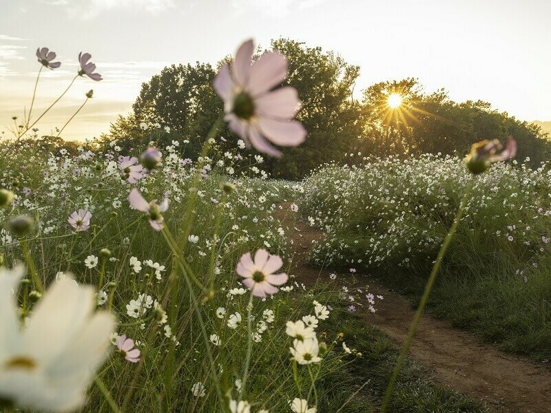 Посрещаме астрономическото лято