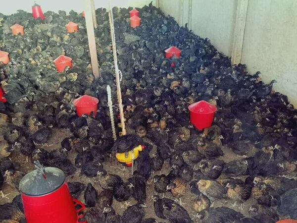 Разкриха незаконна птицеферма в Радинград