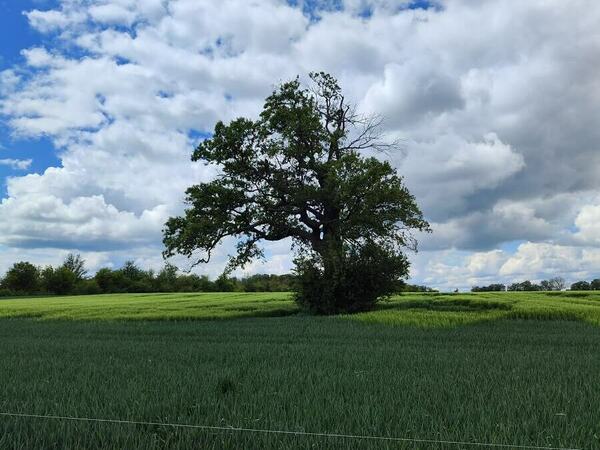 Вековните дървета в Самуилско са в добро състояние