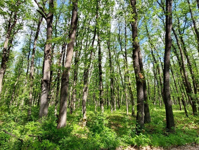 Нарушенията в горите намаляват