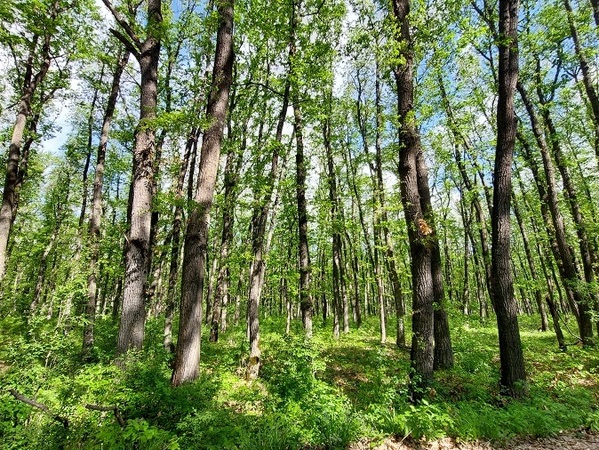 Нарушенията в горите намаляват