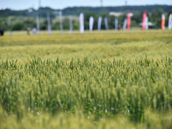 Ден на пшеницата 