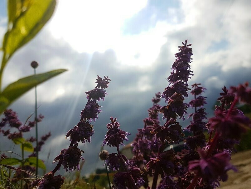 Еньовден – празник на лечебните билки