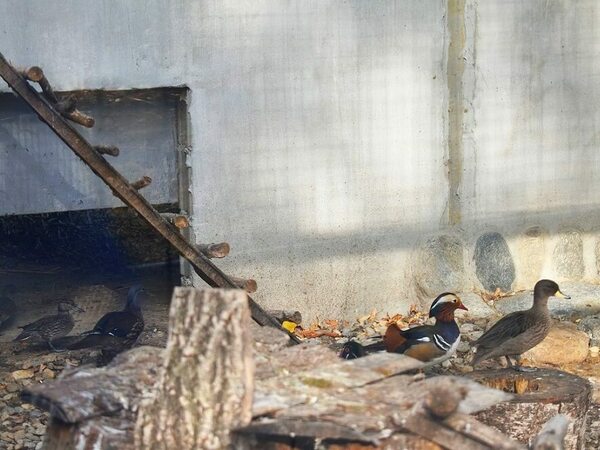 Зоокътът в Разград с нови обитатели