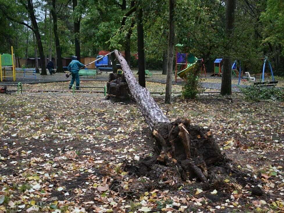Премахват паднали дървета и клони в Разград