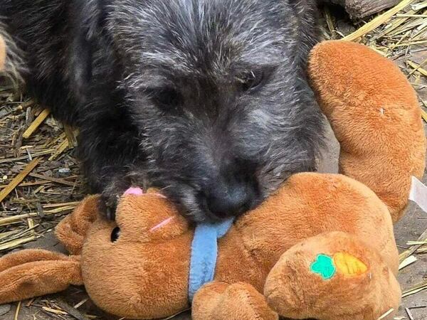 Кампания в подкрепа на бездомните животни