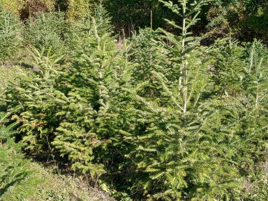 Живо дръвче за Коледа