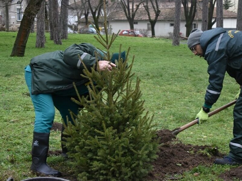 Нов живот за коледните дръвчета