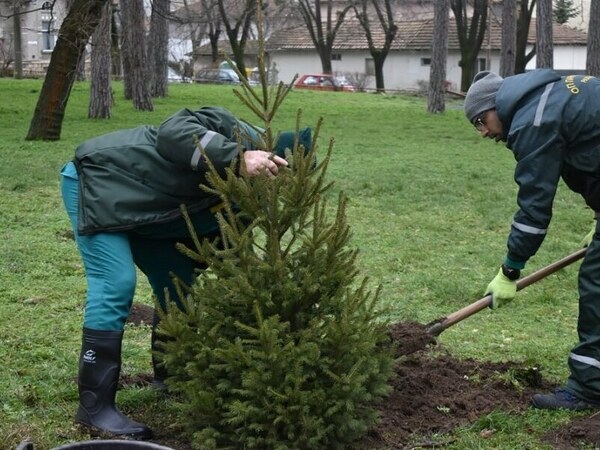 Нов живот за коледните дръвчета