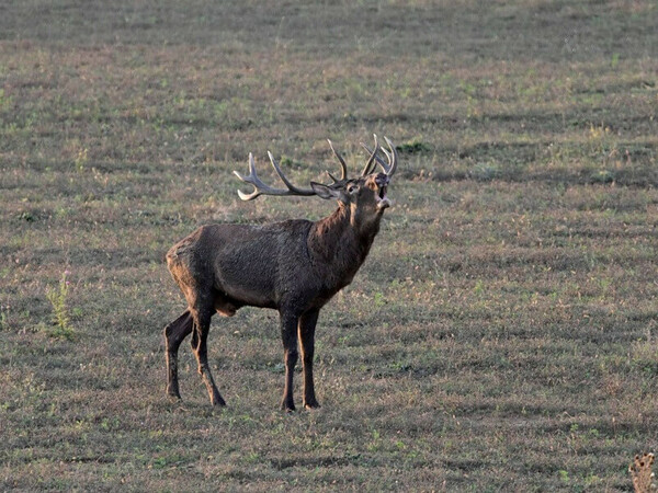 Задържаха бракониери, отстреляли благороден елен