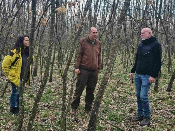 Подобряват състоянието на 81 000 дка гори